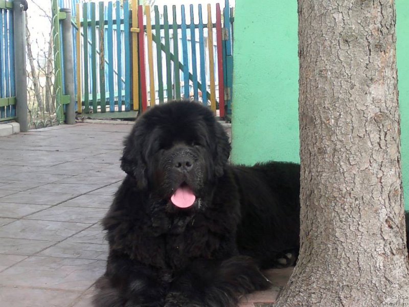 Фото: Светлана Устюжанина, ньюфаундленд Xtra Special Nuo Ozo Kalvu