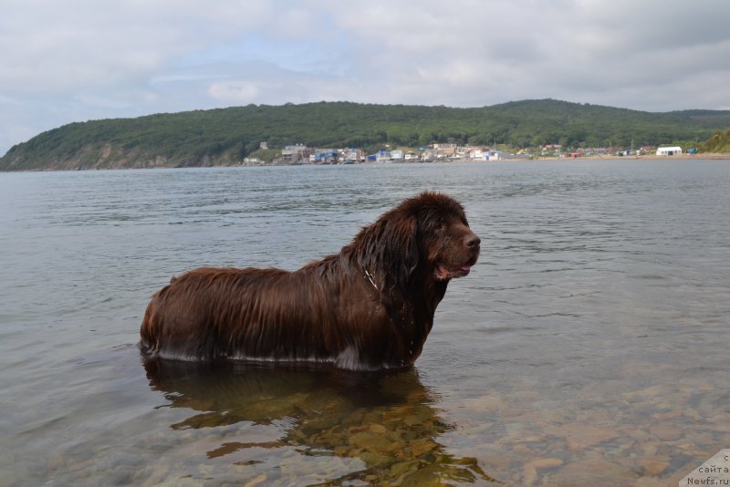 Фото: ньюфаундленд Аркадия Виват Арбона