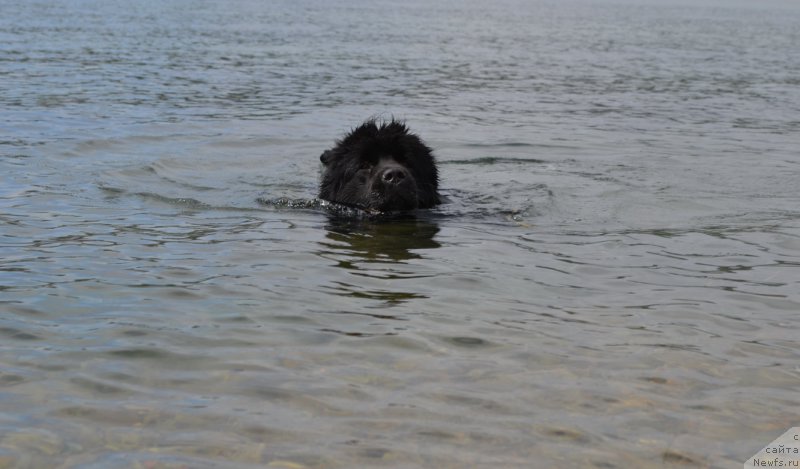 Фото: ньюфаундленд Талисман Моря Мишель