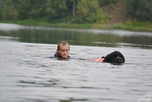 Фото: ньюфаундленд Кипер Соул Нью Стар (Keeper Soul New Star)