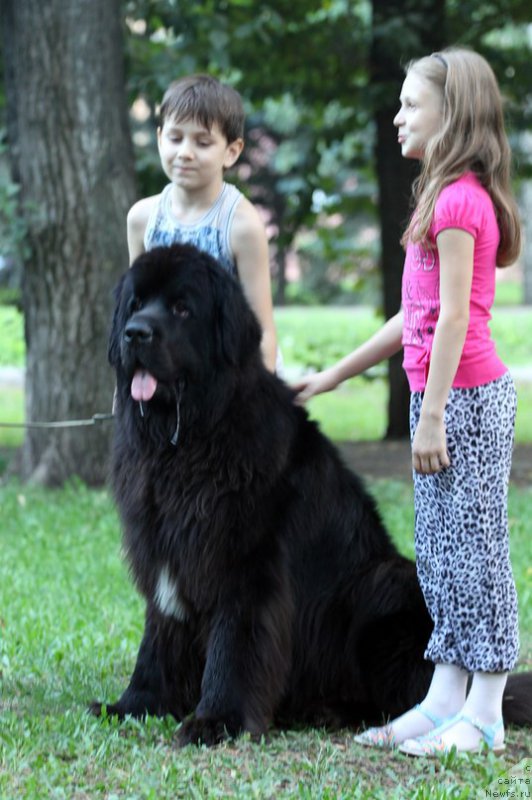 Фото: ньюфаундленд Кипер Соул Лайон Хэерт