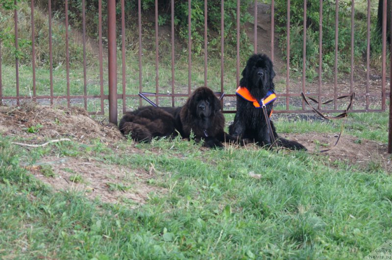Фото: ньюфаундленд Сент Джонс Лесная Фея, ньюфаундленд Бегущая по Волнам Фогет Ми Нот