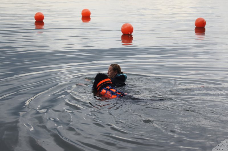 Фото: Антонина Чигвинцева, ньюфаундленд Топтыжка Галатея Морская Нереида (Toptyzhka Galatea Morskaya Nereida)