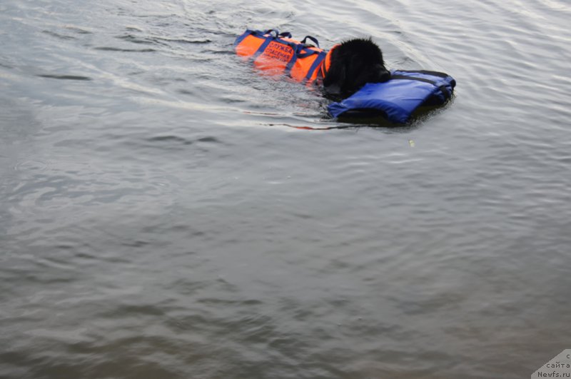 Фото: ньюфаундленд Топтыжка Галатея Морская Нереида (Toptyzhka Galatea Morskaya Nereida)