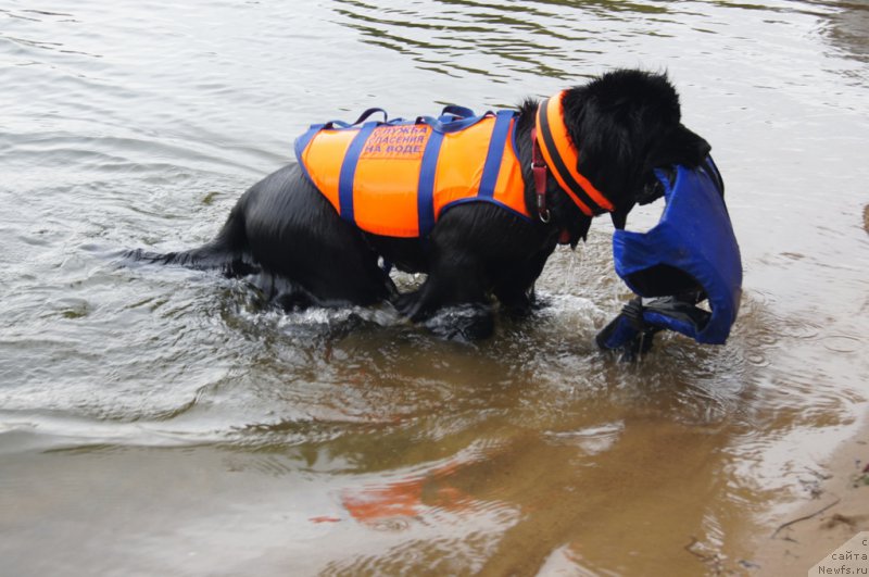 Фото: ньюфаундленд Топтыжка Галатея Морская Нереида (Toptyzhka Galatea Morskaya Nereida)