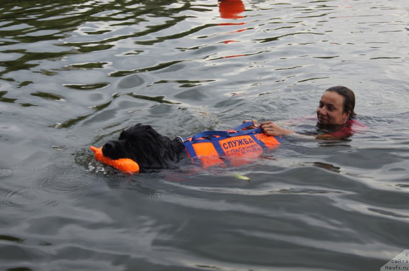 Фото: Александра Фетисова, ньюфаундленд Бегущая по Волнам Фогет Ми Нот
