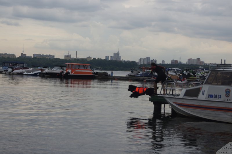 Фото: Александра Фетисова, ньюфаундленд Бегущая по Волнам Фогет Ми Нот
