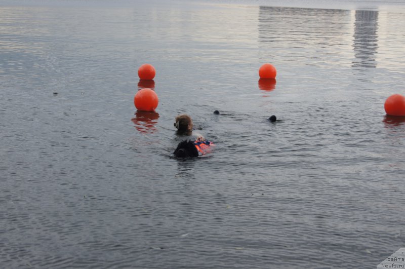 Фото: ньюфаундленд Бегущая по Волнам Фогет Ми Нот, Ольга Музычук