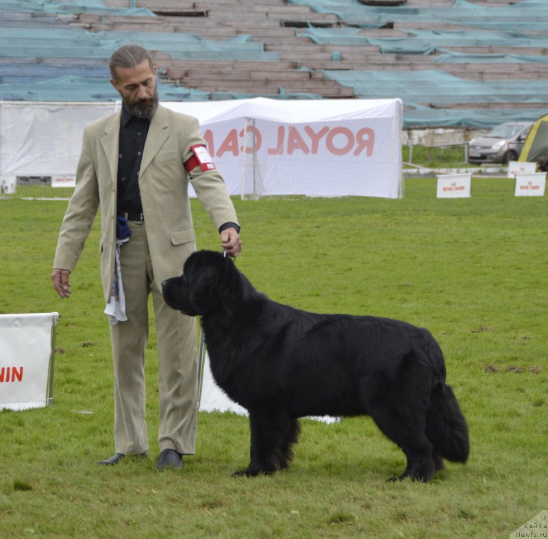 Фото: ньюфаундленд Акватория Келвин Кадриль (Aquatoriya Kelvin Kadril)