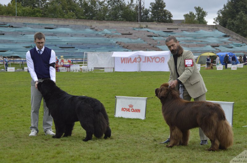 Фото: ньюфаундленд Дак Прайд Виттон (Dark Pride Vuitton), ньюфаундленд I Follow The Sun de L'Etoile de Cyrice