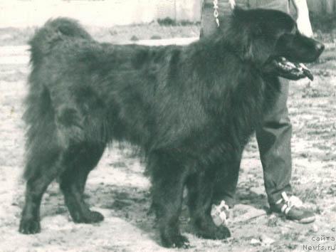 Фото: ньюфаундленд Рем Фей Мар