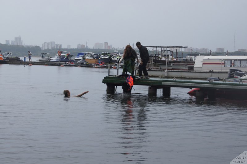 Фото: Ольга Музычук, ньюфаундленд Сент Джонс Жозайя Валери, Елена Тихоненко