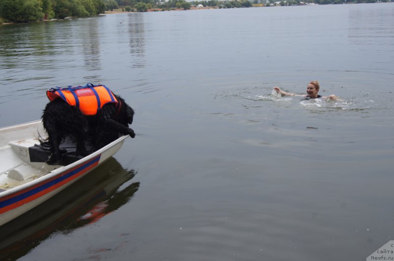 Фото: Ольга Музычук, ньюфаундленд Сент Джонс Жозайя Валери