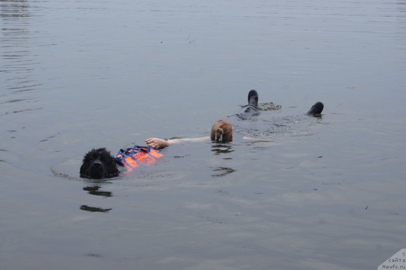Фото: Ольга Музычук, ньюфаундленд Сент Джонс Жозайя Валери