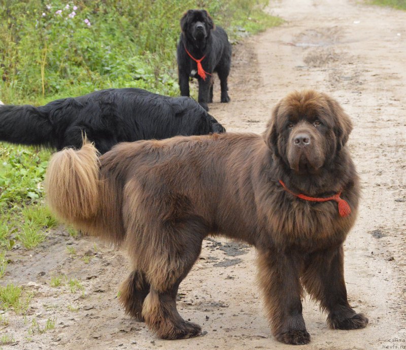 Фото: ньюфаундленд I Follow The Sun de L'Etoile de Cyrice, ньюфаундленд Смигар Удельный Князь Снегодар