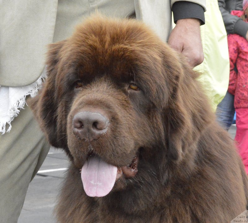 Фото: ньюфаундленд I Follow The Sun de L'Etoile de Cyrice