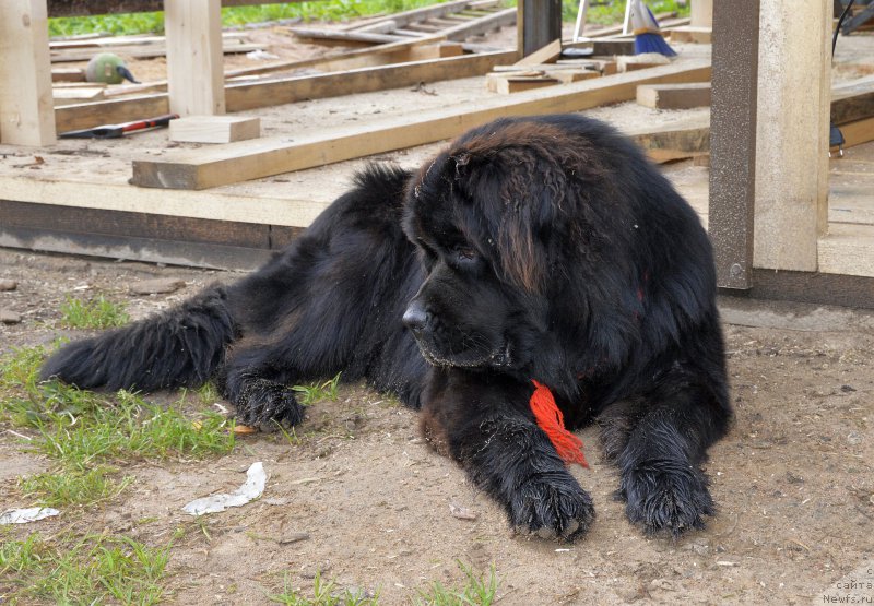 Фото: ньюфаундленд Смигар Удельный Князь Снегодар