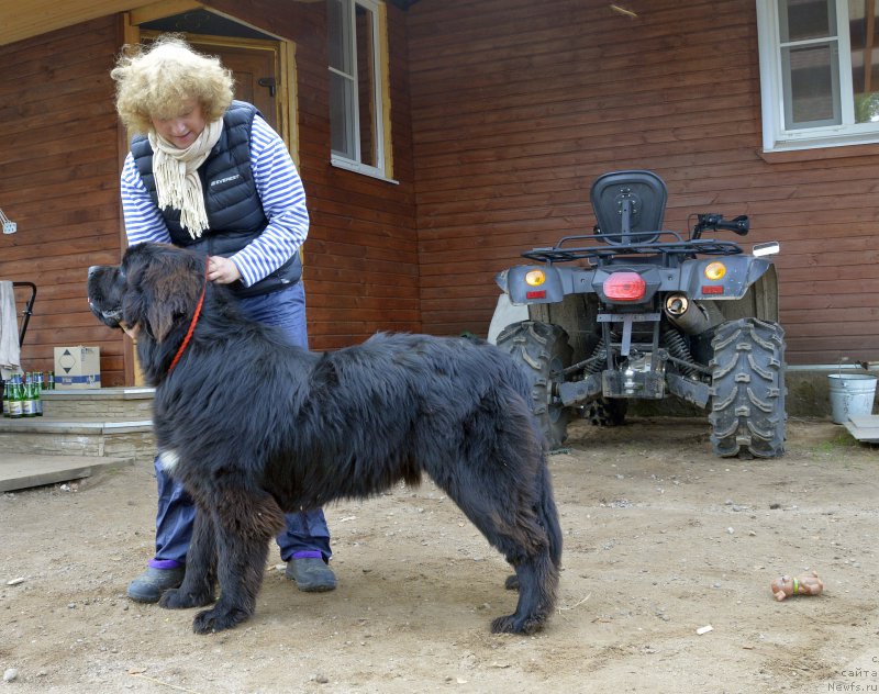 Фото: ньюфаундленд Смигар Удельный Князь Снегодар