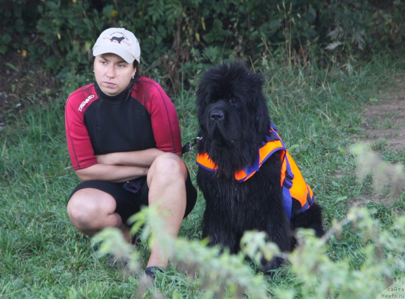 Фото: Александра Фетисова, ньюфаундленд Бегущая по Волнам Фогет Ми Нот