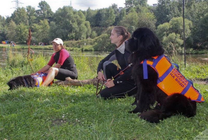 Фото: Александра Фетисова, ньюфаундленд Бегущая по Волнам Фогет Ми Нот, Ирина Складнова, ньюфаундленд Черный Чанк с Берега Дона (Chernyj Chank s Berega Dona)