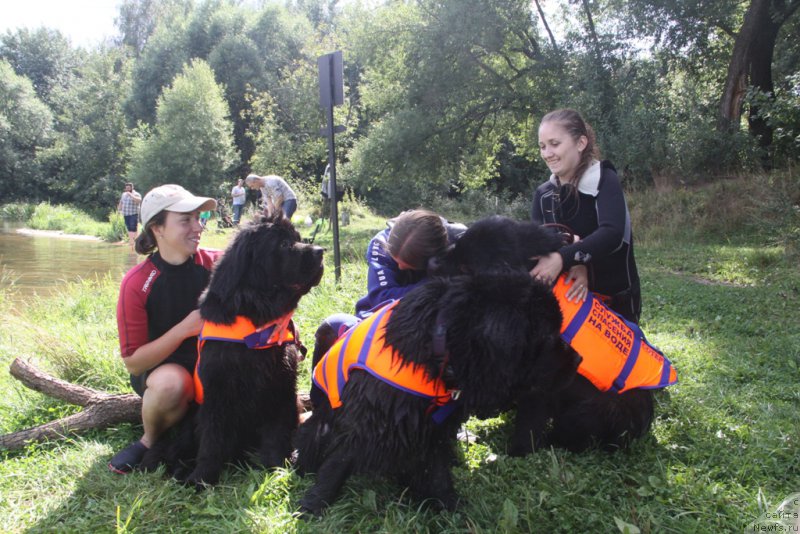 Фото: Александра Фетисова, ньюфаундленд Бегущая по Волнам Фогет Ми Нот, ньюфаундленд Black Blues iz Volotova, журналистка lifenews [p1742], ньюфаундленд Черный Чанк с Берега Дона (Chernyj Chank s Berega Dona)