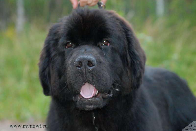 Фотография № 162457