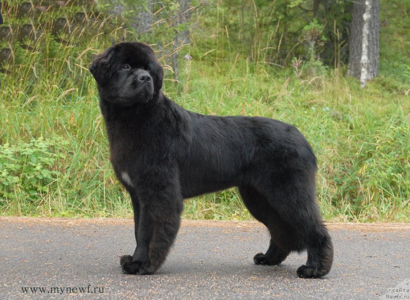 Фото: ньюфаундленд Mukwa Seabrook Nightflight For Sent Djons