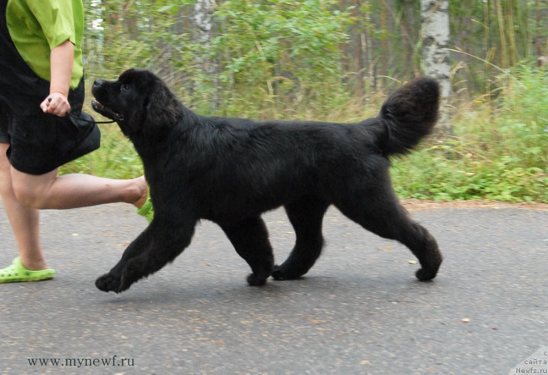Фото: ньюфаундленд Mukwa Seabrook Nightflight For Sent Djons