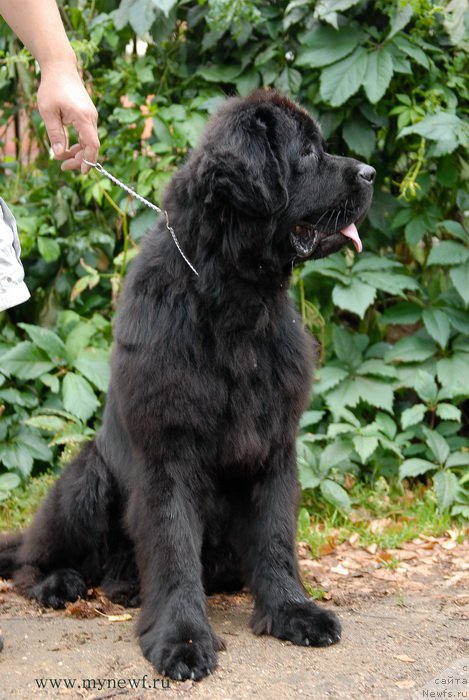 Фотография № 162470