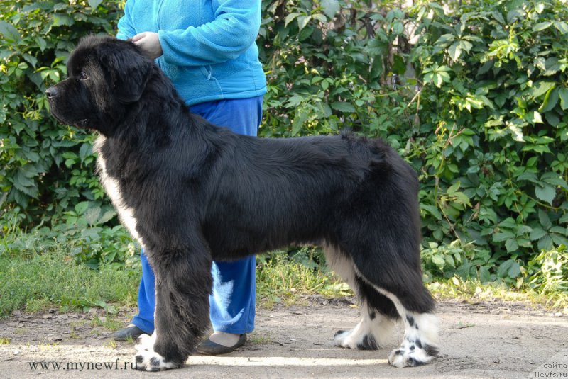 Фотография № 162474