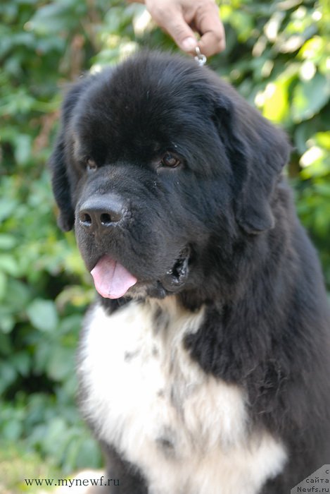 Фотография № 162477