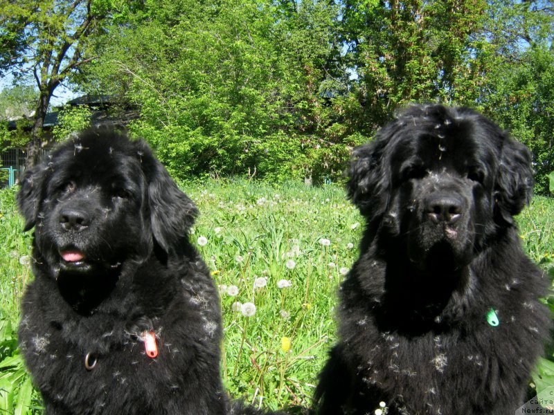 Фото: ньюфаундленд Женевьев Гарни Ледэн, ньюфаундленд Сент Джонс Улла для Кара Аюлар (Sent Djons Ulla for Kara Ayular)