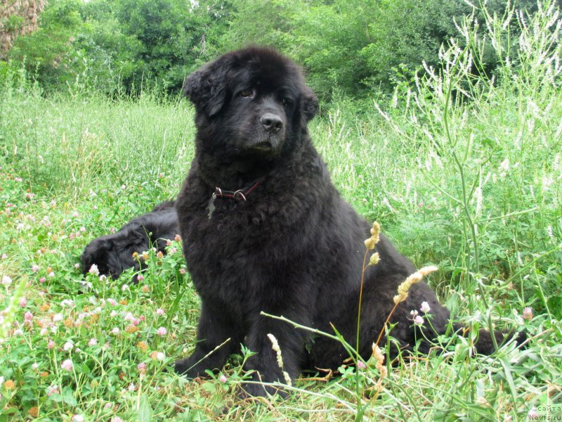 Фото: ньюфаундленд Женевьев Гарни Ледэн