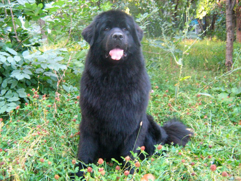 Фото: ньюфаундленд Женевьев Гарни Ледэн
