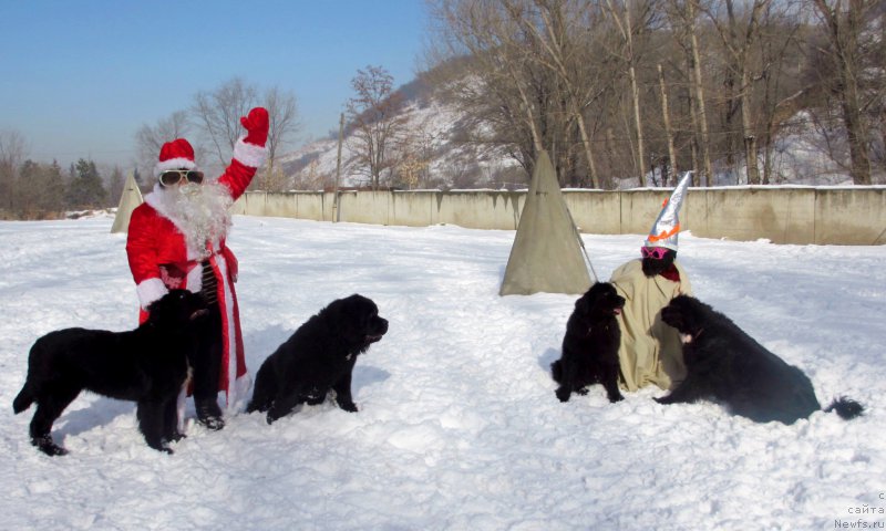 Фото: ньюфаундленд Женевьев Гарни Ледэн, ньюфаундленд Сент Джонс Улла для Кара Аюлар (Sent Djons Ulla for Kara Ayular), Елена Сыса (Савина), Фарида Сирязева, ньюфаундленд Глянц Оф Кометс, ньюфаундленд Голден Стар Дреам