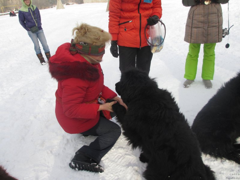 Фото: ньюфаундленд Женевьев Гарни Ледэн