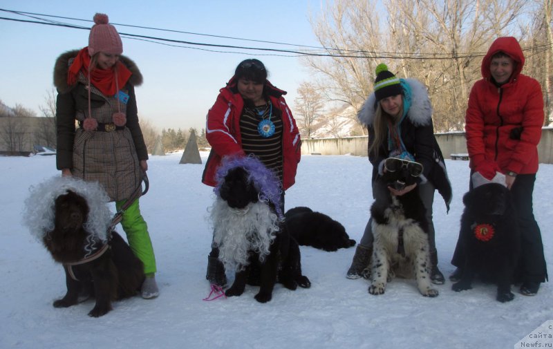 Фото: ньюфаундленд Женевьев Гарни Ледэн, ньюфаундленд Сент Джонс Улла для Кара Аюлар (Sent Djons Ulla for Kara Ayular), ньюфаундленд Грейт Милки Вей