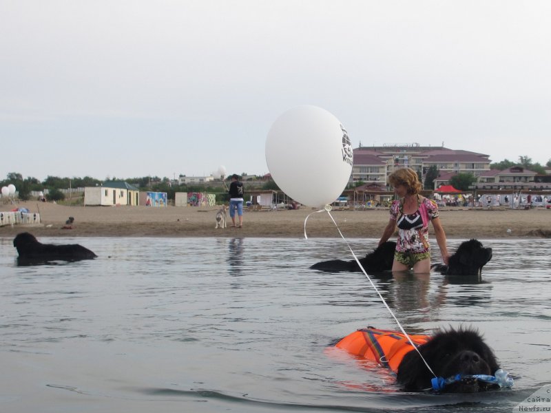 Фото: ньюфаундленд Женевьев Гарни Ледэн, ньюфаундленд Сент Джонс Улла для Кара Аюлар (Sent Djons Ulla for Kara Ayular), ньюфаундленд Кара Аюлар Аврора Поларис, ньюфаундленд Гем Оф Юниверс