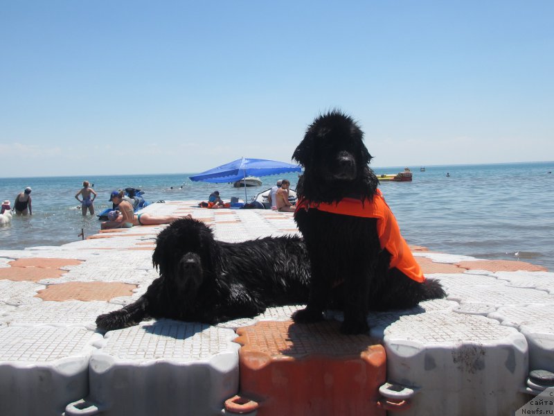 Фото: ньюфаундленд Женевьев Гарни Ледэн, ньюфаундленд Сент Джонс Улла для Кара Аюлар (Sent Djons Ulla for Kara Ayular)