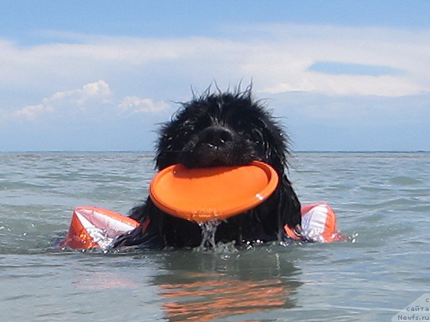 Фото: ньюфаундленд Женевьев Гарни Ледэн