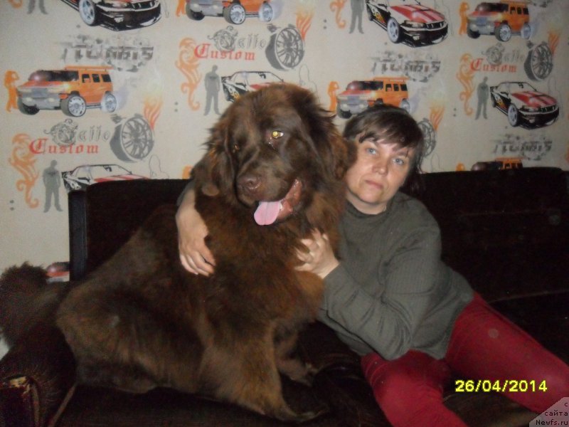 Фото: Светлана Корюкина, ньюфаундленд Каллиста, КАЛИСТО