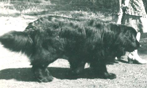 Фото: ньюфаундленд Рикки Фей Мар