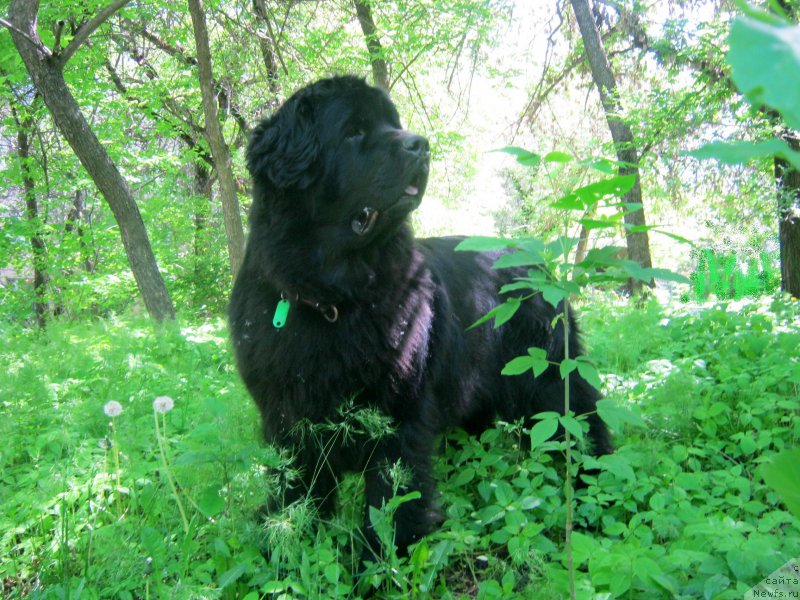 Фото: ньюфаундленд Сент Джонс Улла для Кара Аюлар (Sent Djons Ulla for Kara Ayular)