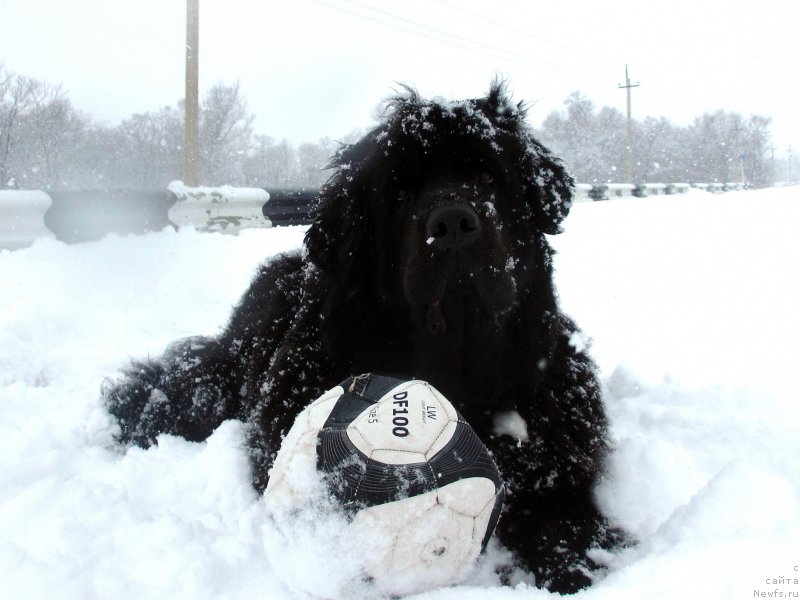 Фото: ньюфаундленд Сент Джонс Улла для Кара Аюлар (Sent Djons Ulla for Kara Ayular)