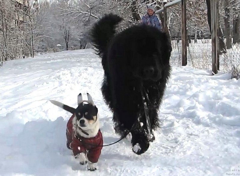 Фото: ньюфаундленд Сент Джонс Улла для Кара Аюлар (Sent Djons Ulla for Kara Ayular)