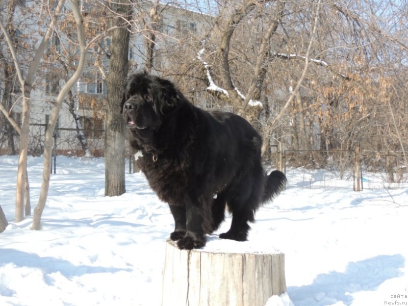 Фото: ньюфаундленд Сент Джонс Улла для Кара Аюлар (Sent Djons Ulla for Kara Ayular)