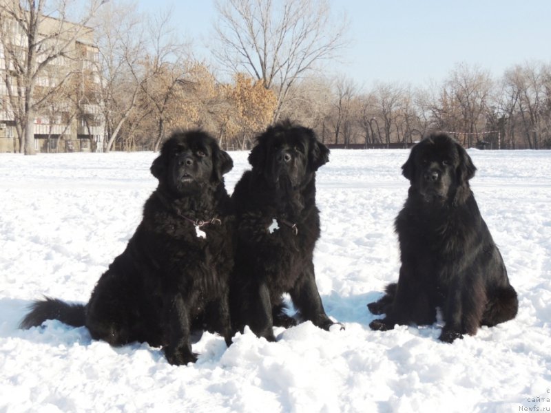 Фото: ньюфаундленд Женевьев Гарни Ледэн, ньюфаундленд Сент Джонс Улла для Кара Аюлар (Sent Djons Ulla for Kara Ayular), ньюфаундленд Би Перфект Арабелла