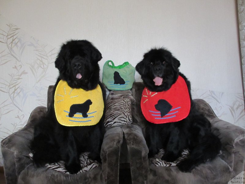 Фото: ньюфаундленд Женевьев Гарни Ледэн, ньюфаундленд Сент Джонс Улла для Кара Аюлар (Sent Djons Ulla for Kara Ayular)