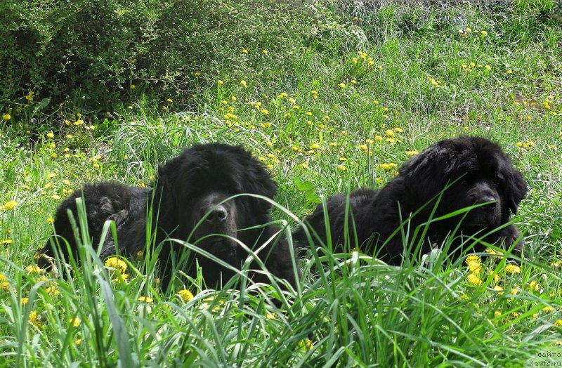 Фото: ньюфаундленд Женевьев Гарни Ледэн, ньюфаундленд Сент Джонс Улла для Кара Аюлар (Sent Djons Ulla for Kara Ayular)