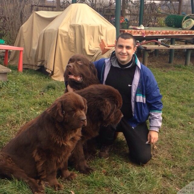 Фото: Владимир Хачатрян, ньюфаундленд Великий Медведь Камелия, ньюфаундленд Чарли Де Бест Хелфи Пэл (Charli The Best Helfi Pel), ньюфаундленд Чармер Денкам Бронз (Charmer Denkam Bronze)